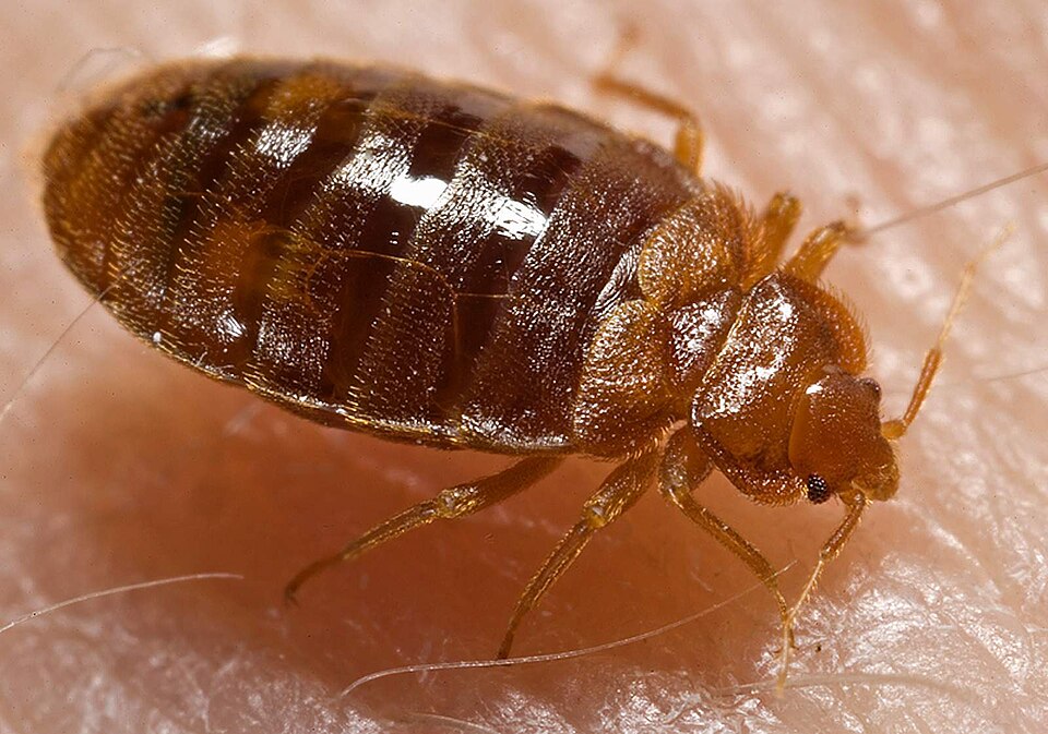 Ploštica posteľná (Cimex lectularius) v makro detaile